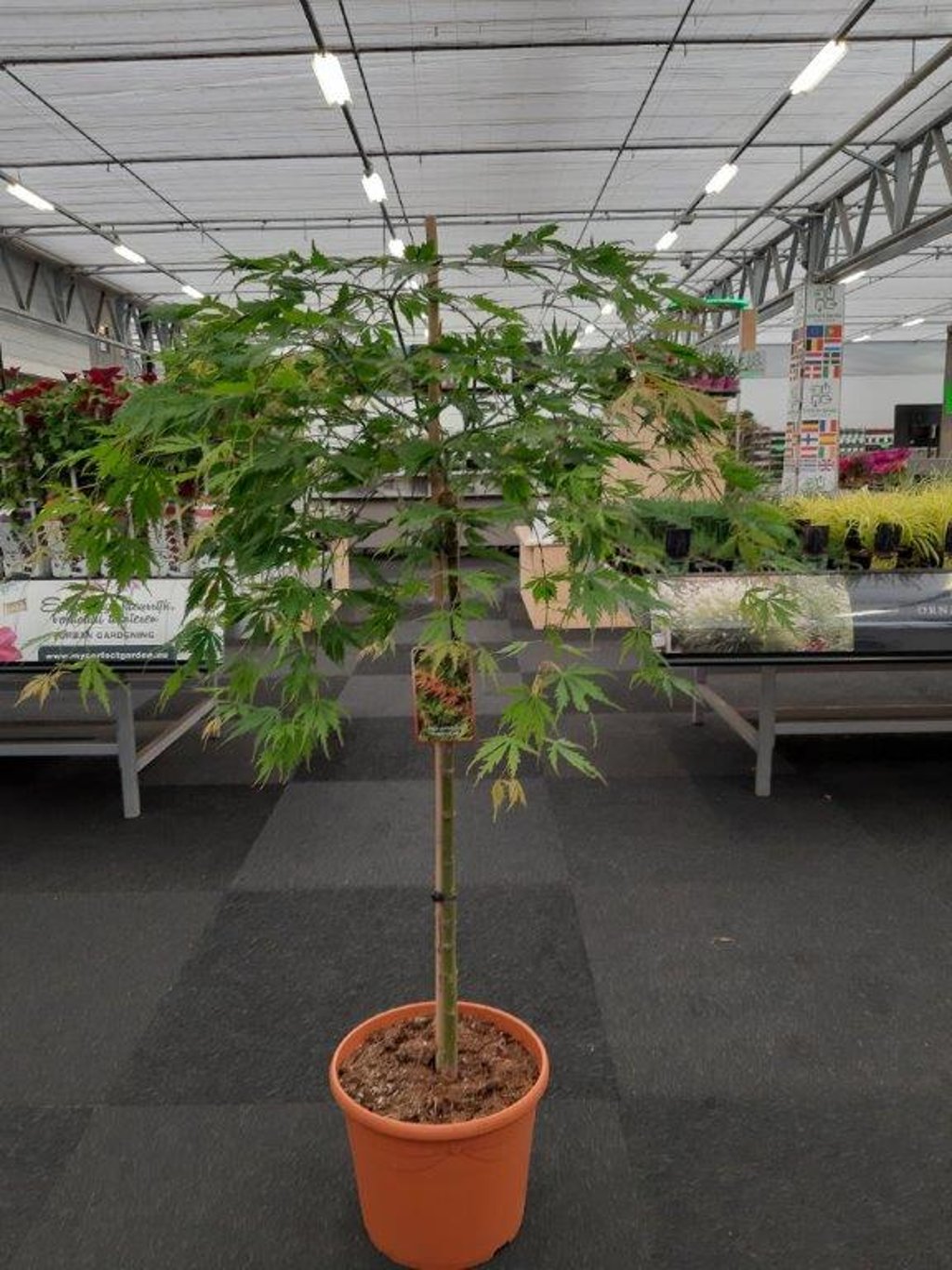 Acer pal. 'Omuryama' - 90 CM Stem C20